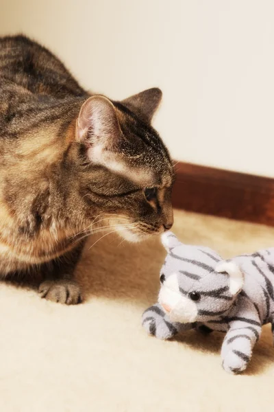 Gato de tabby con gato de peluche — Foto de Stock