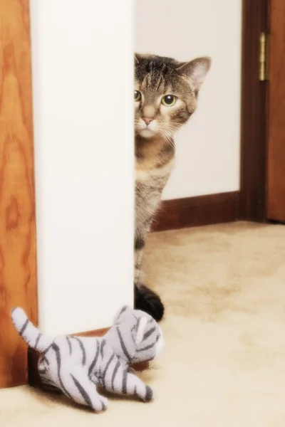 Cat peering at cat — Stock Photo, Image
