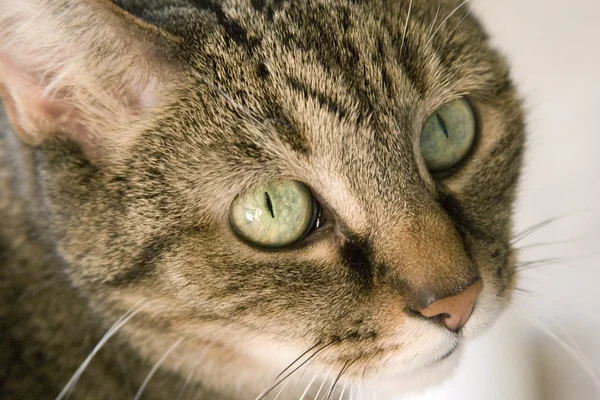 Zielony kot oczach — Zdjęcie stockowe