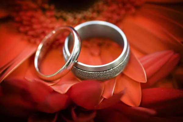 ガーベラで休んでの結婚指輪 — Stock fotografie