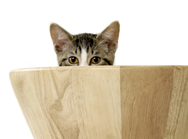 Kitten Peeking Over Side of Salad Bowl — Stock Photo, Image