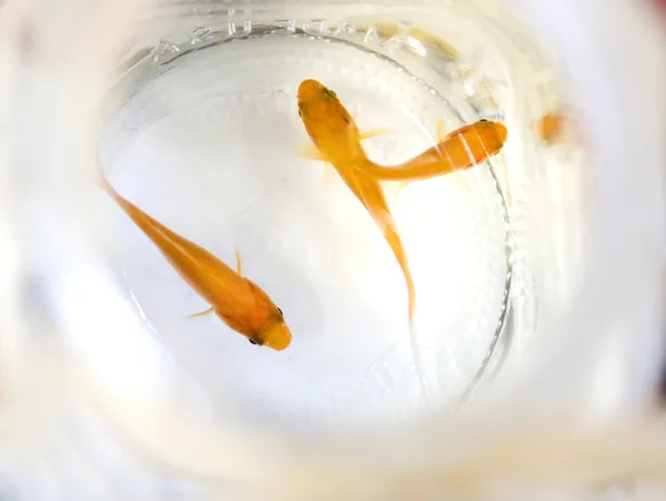 stock image Tranquil Goldfish in Clear Water