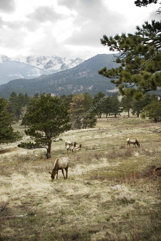 Elk Grazing in the Rocky Mountains