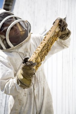 Beekeeper Inspecting Hive Frame clipart