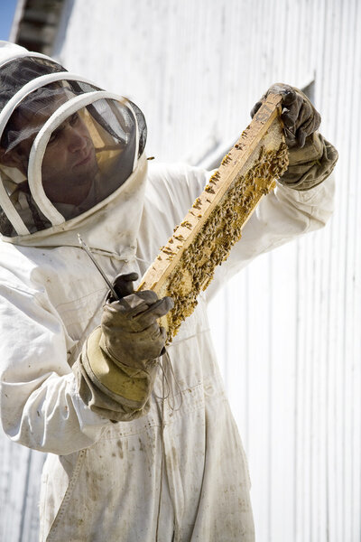 Пчеловод осматривает раму улья
