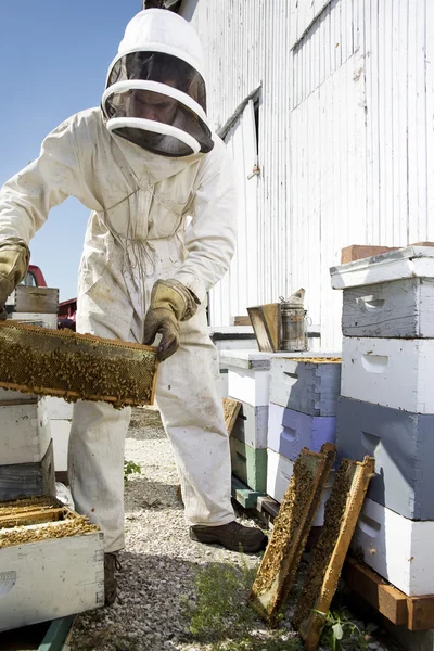 Beekeeper Moving Hive — Stock Photo, Image