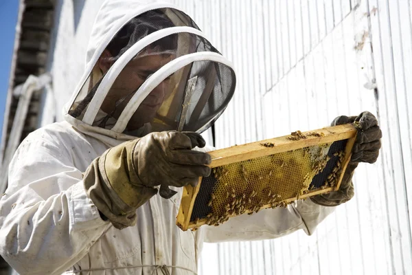 Imker schaut sich Bienenstock an — Stockfoto