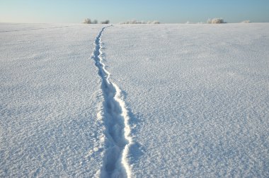 Wolf footsteps on snow clipart