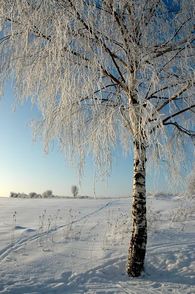 Birch in the field — Stock Photo, Image