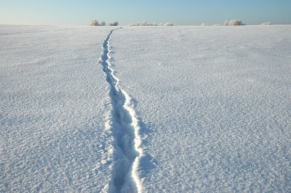 Wolf fotspår i snön Stockbild