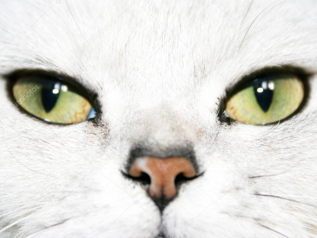 Abstract scene cat