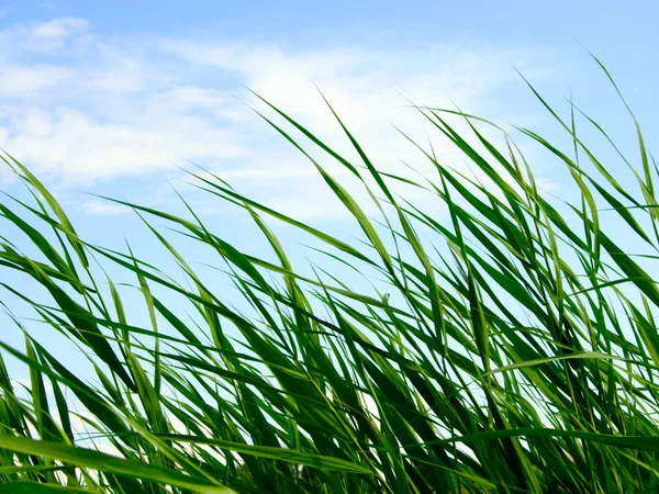 stock image Plants