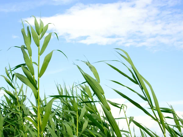 stock image Plants