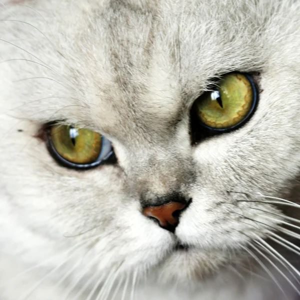 Kedi — Stok fotoğraf