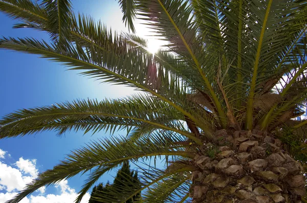 stock image Under the palm