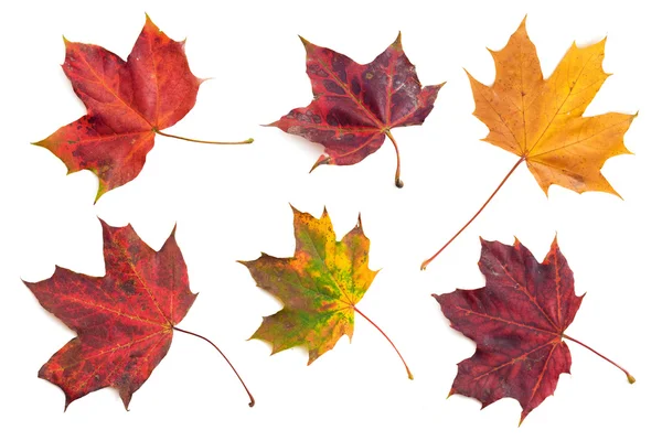 stock image Autumn leaves