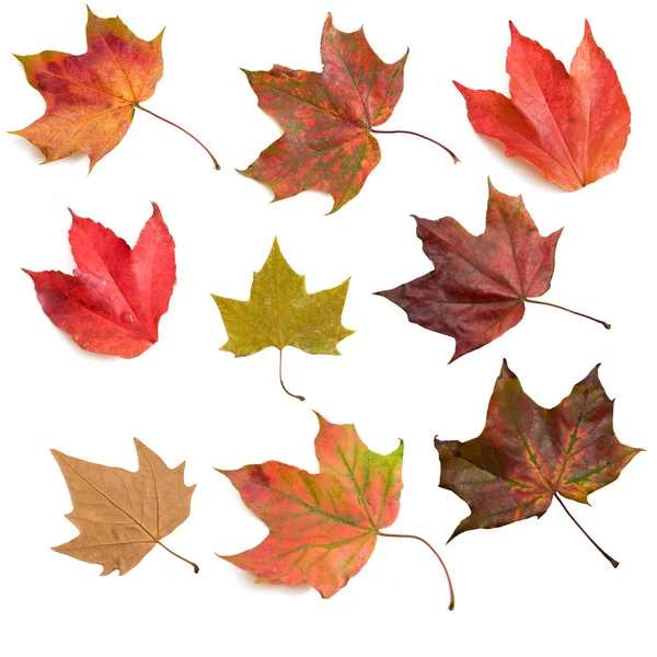 stock image Autumn leaves 2