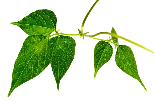 Gröna blad isolerade — Stockfoto