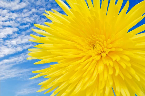 黄色い菊. — ストック写真