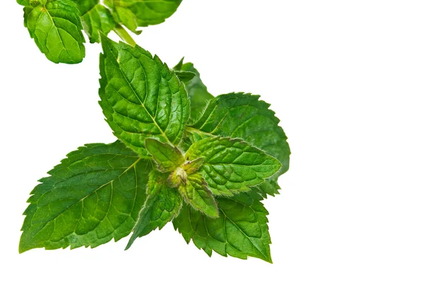Peppermint leaf. — Stock Photo, Image