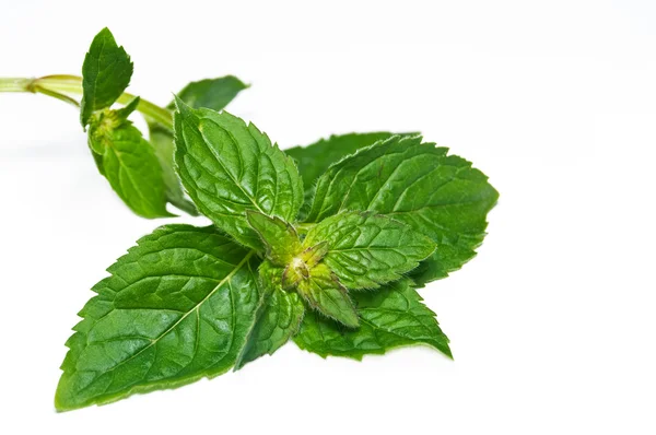 Peppermint branch — Stock Photo, Image