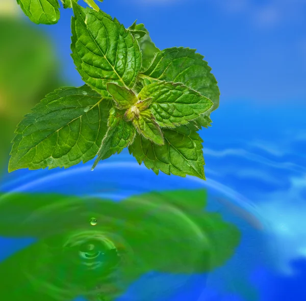 stock image Leaf reflection.