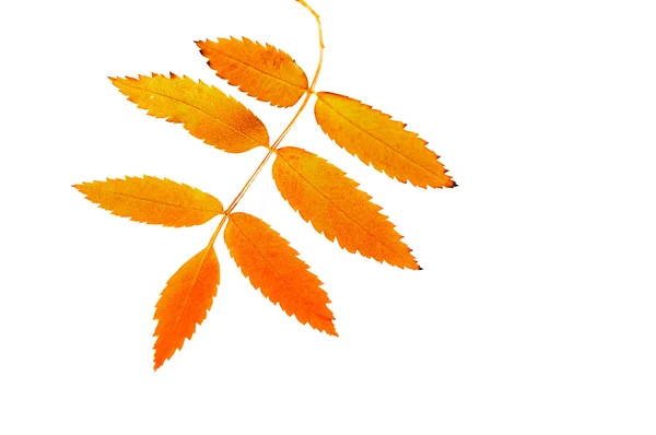 Rowan leaf. — Stock Photo, Image
