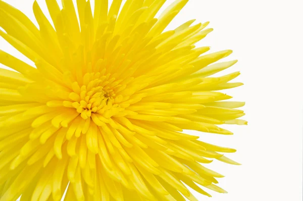 Crisantemo giallo . — Foto Stock