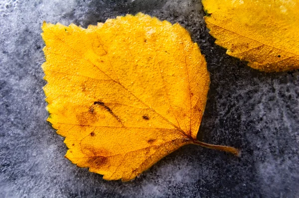 Frozen autumn leaves. — Stock Photo, Image