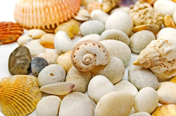 Pedras e conchas . — Fotografia de Stock