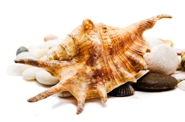 Seashells sobre pedras . — Fotografia de Stock