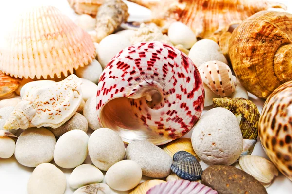 Tengeri kagylókból, kövek alatt — Stock Fotó