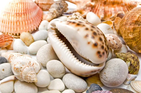 Conchas de mar sobre piedras —  Fotos de Stock