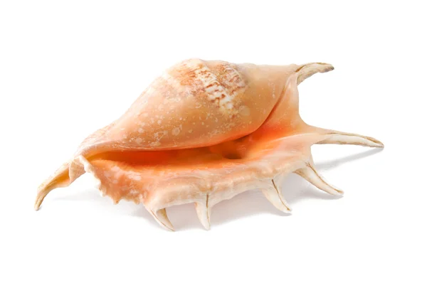Sea shell. — Stock fotografie