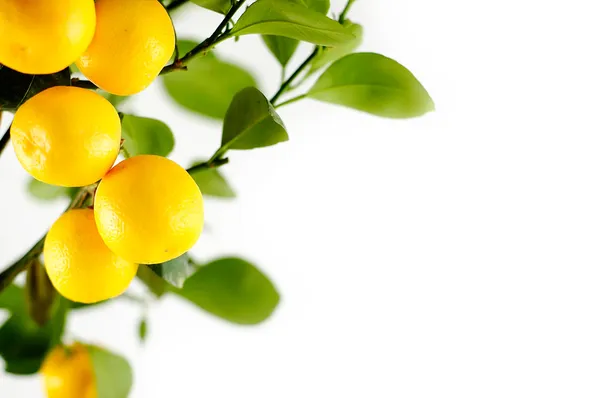 Фон лимонного дерева — стоковое фото