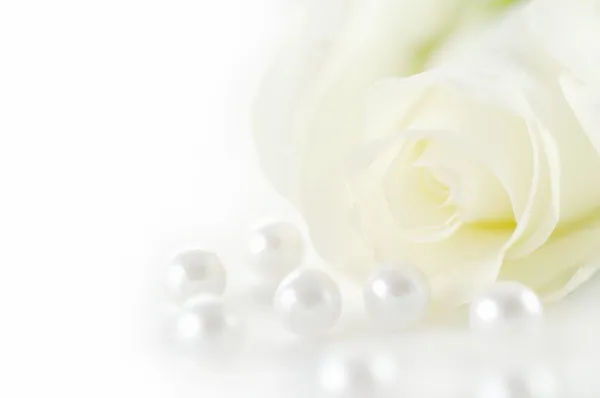 Beautiful white rose with pearls — Stock Photo, Image