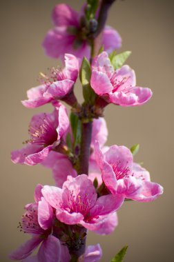 pembe kayısı çiçeği