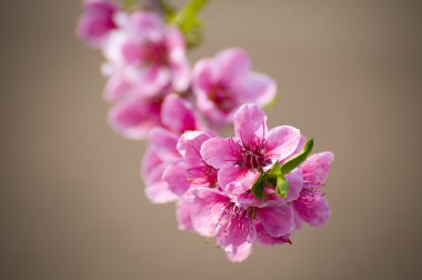 pembe kayısı çiçeği