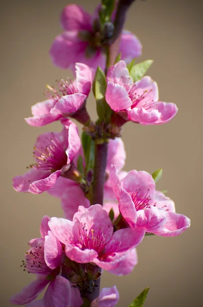 Fiori di albicocca rosa — Foto Stock