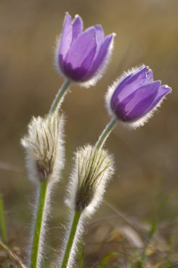 iki pulsatilla çiçek