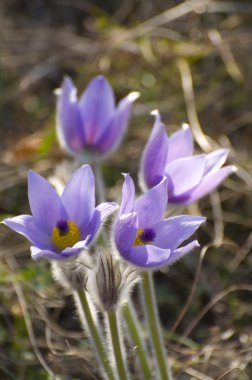 A group of pulsatilla flowers clipart