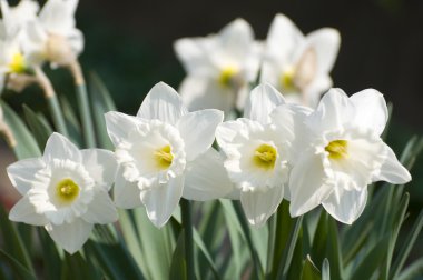 White narcissus flowers clipart