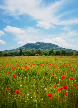 Red poppy field with hill clipart