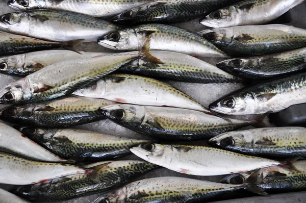 stock image Fresh fish at the market