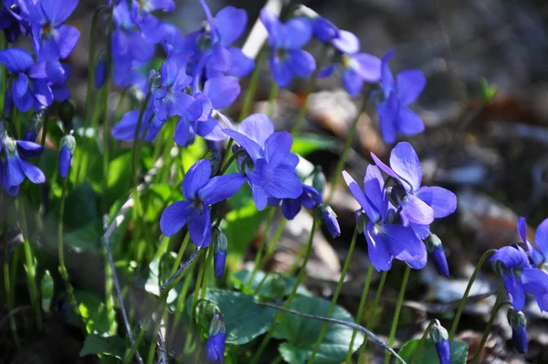 Violet flowers in natural environment — Stock Photo, Image