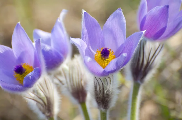 A group of pulsatilla flowers — Stock Photo, Image