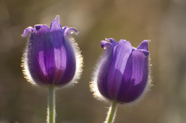Two pulsatilla flowers — Stock Photo, Image