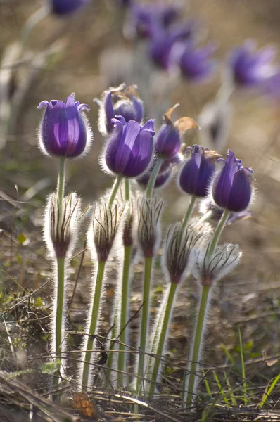 Bir grup pulsatilla çiçek — Stok fotoğraf