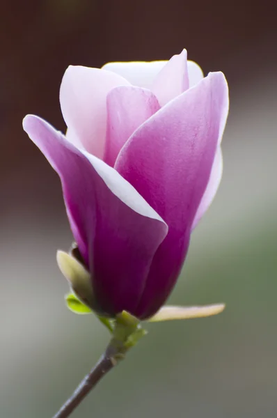 Violet-vit magnolia blomma — Stockfoto