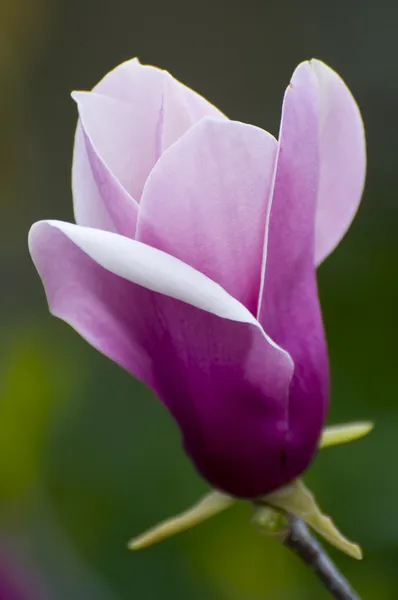 Violet-white magnolia flower — Stock Photo, Image
